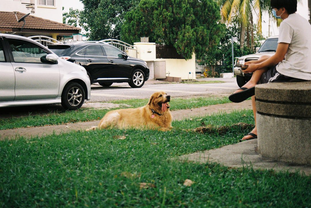 trainer insurance — golden retriever sitting on green grass field during daytime