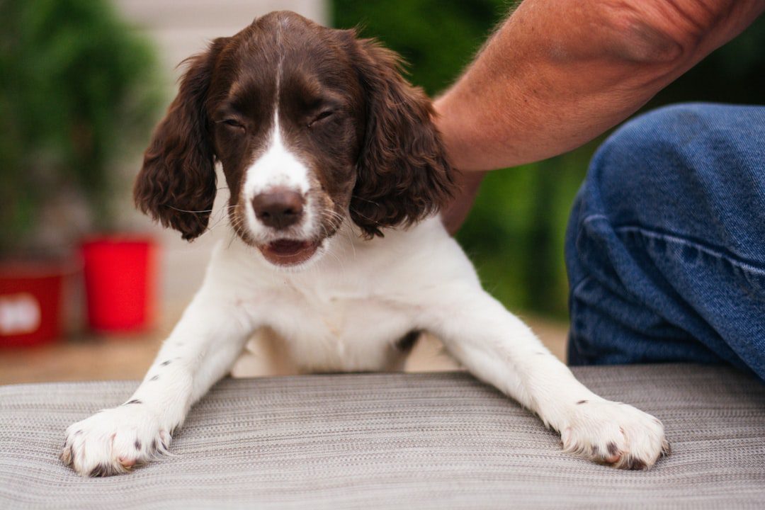temperament evaluation — A brown and white dog laying on top of a bed