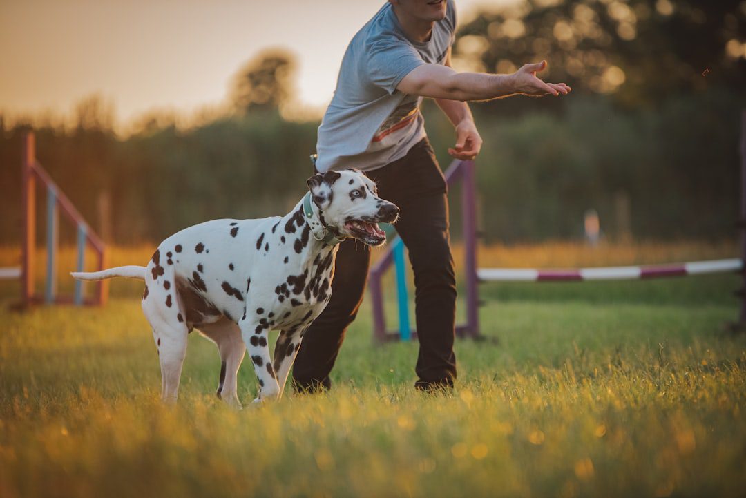 CADI certification standards. A man standing next to a dalmatian dog on a lush green field