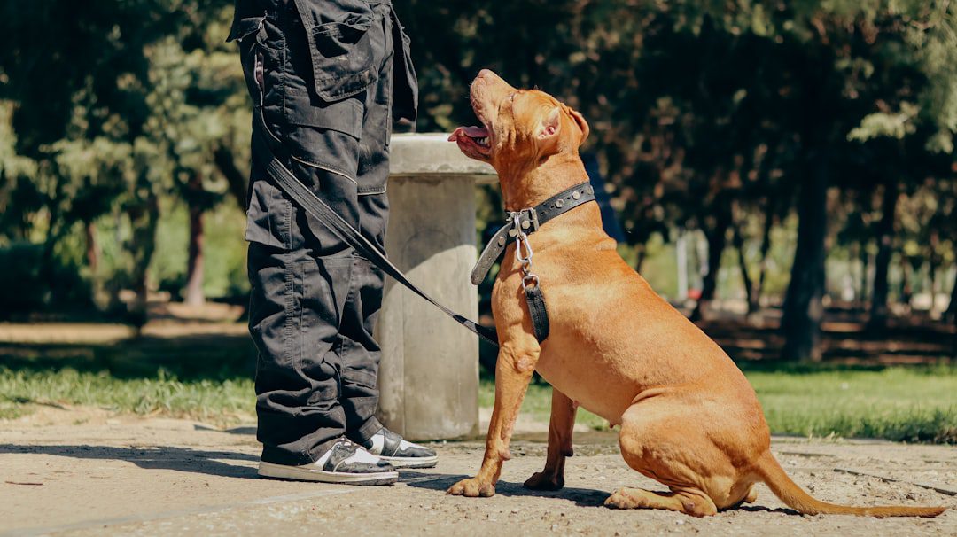 force-free training — a brown dog sitting on top of a sidewalk next to a person