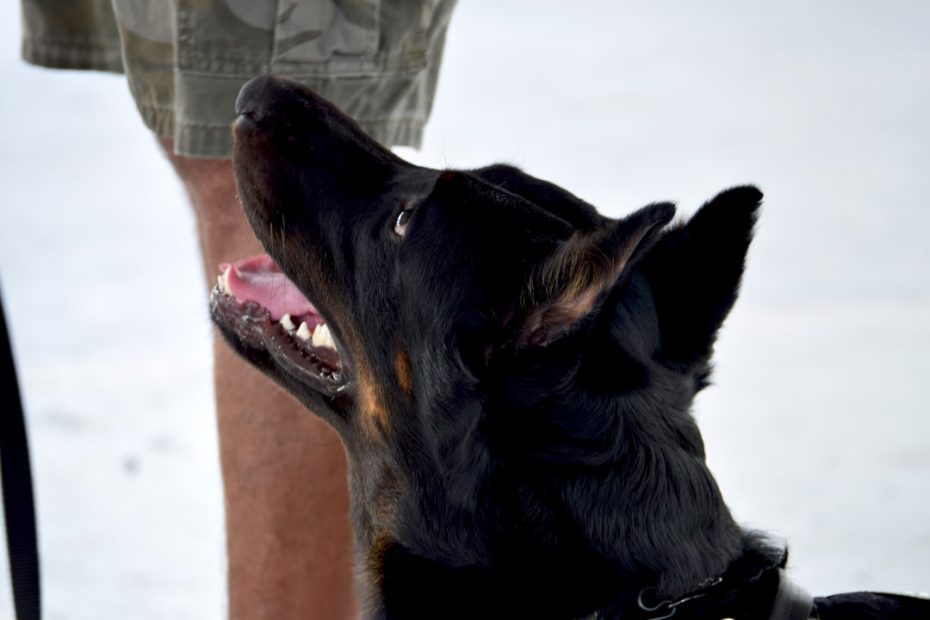 ADI accreditation — 7 Key Benefits of Assistance Dogs International Accreditation for Canadian Programs