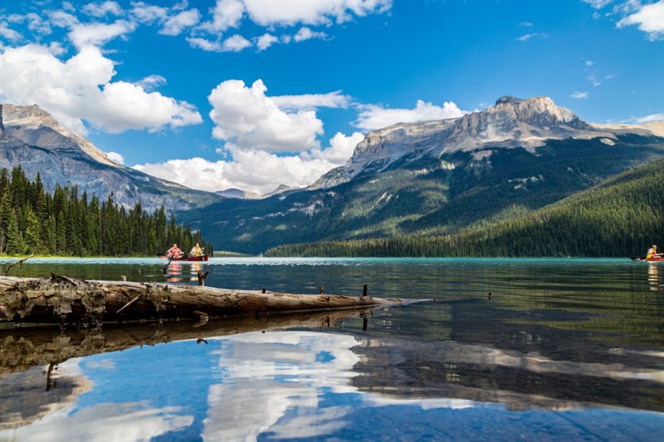 British Columbia service dog — 7 Steps to British Columbia Service Dog Certification: Government Testing Process Explained