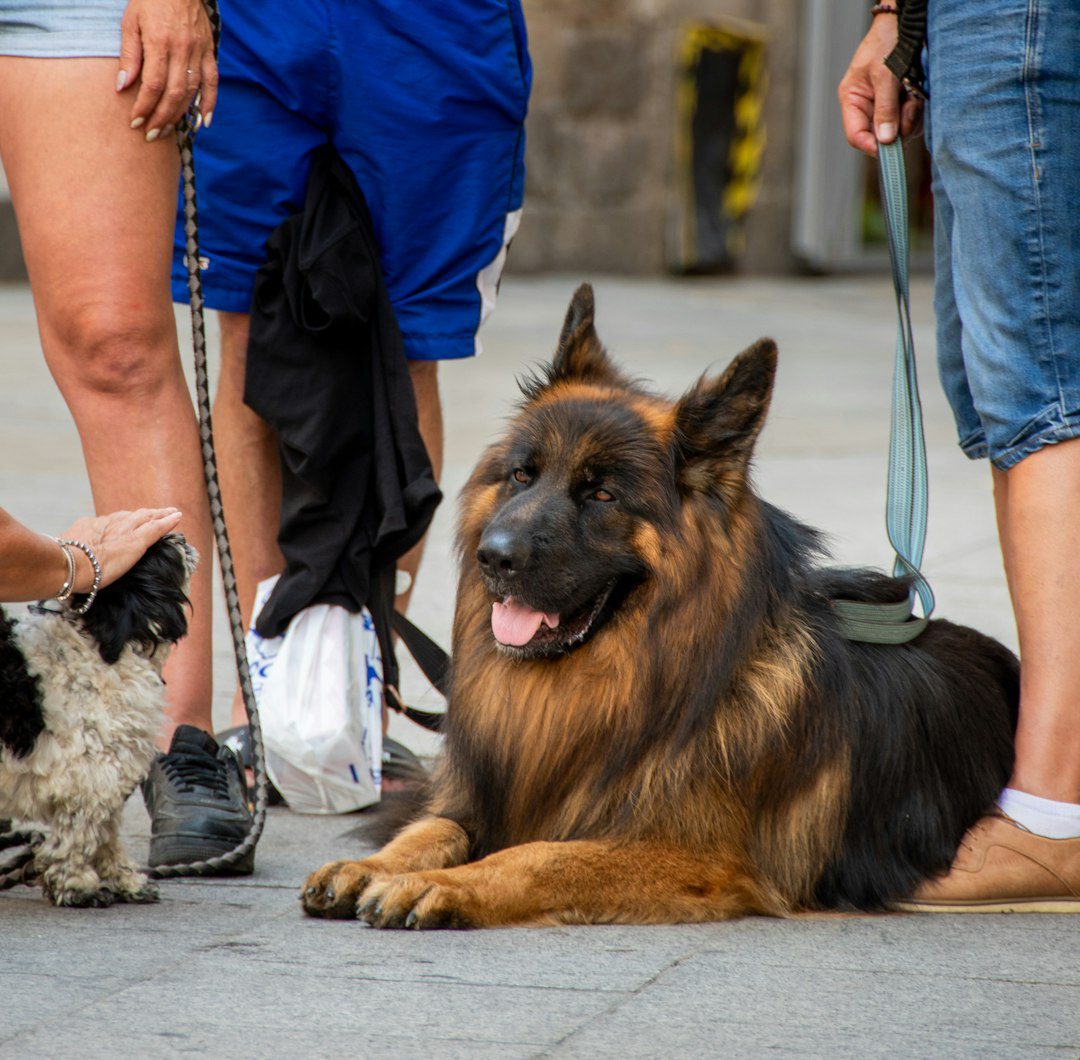 ADI accreditation — a dog lying on the ground with people walking by