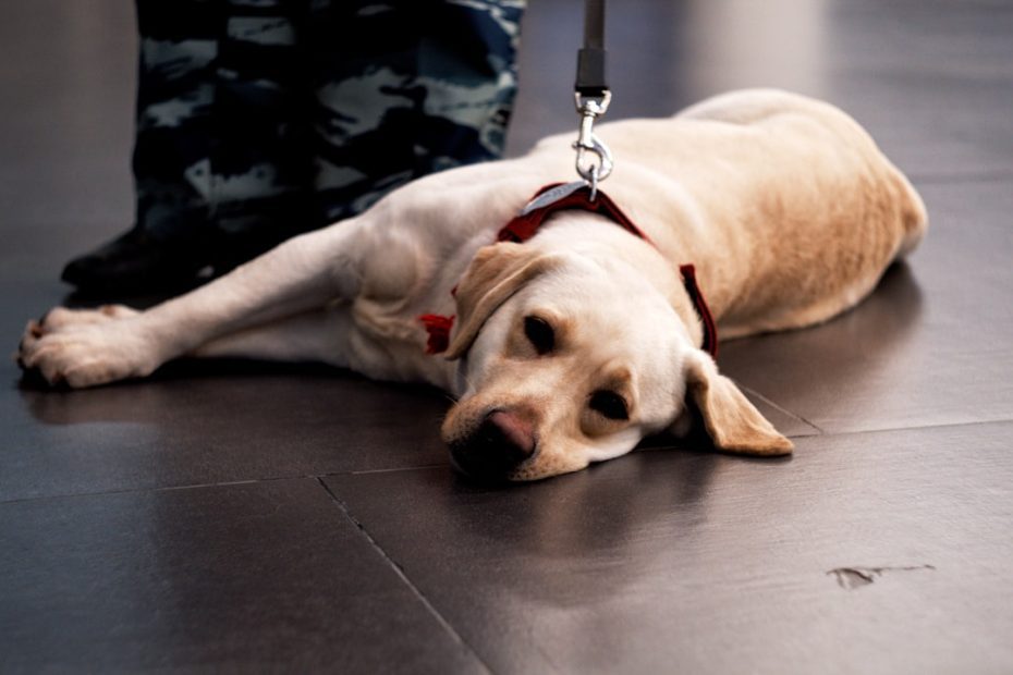 autism service dogs — Autism Service Dogs in Canada: Training Standards Every Family Needs to Understand