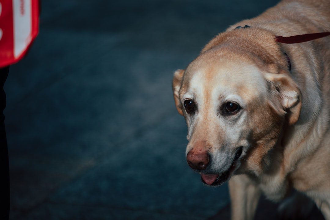 autism service dogs — A close-up of a golden retriever dog's face.