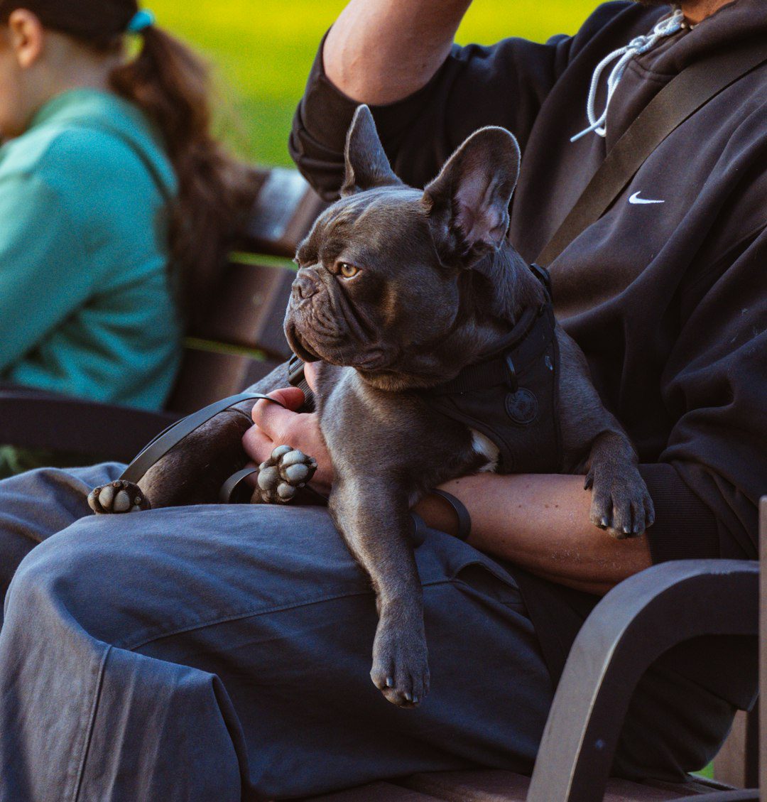 autism service dogs — A french bulldog is sitting on a person's lap.