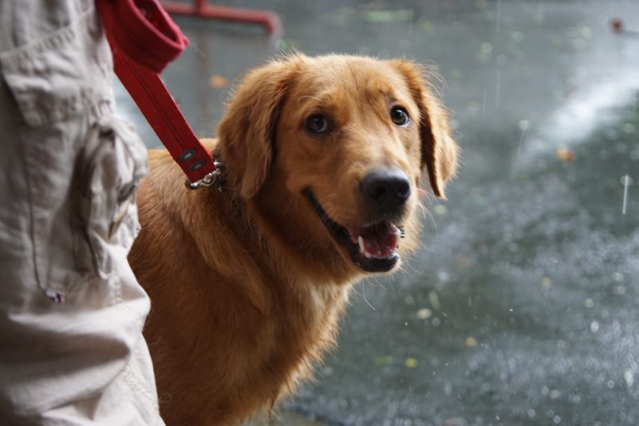 client communication skills — Client Communication Skills for Service Dog Trainers: Managing Expectations Honestly