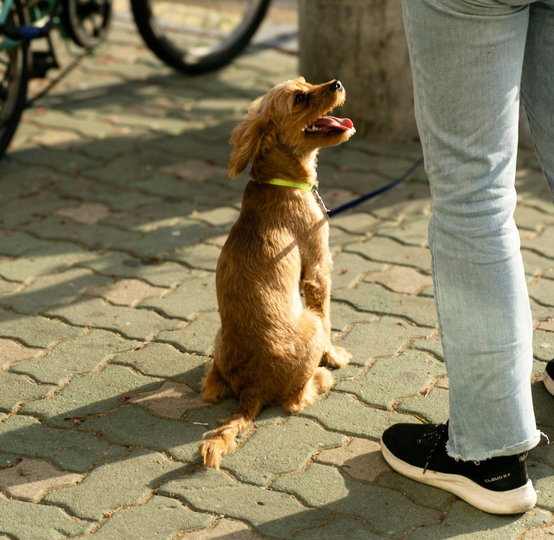 client communication skills — a brown dog sitting on top of a stone floor next to a person