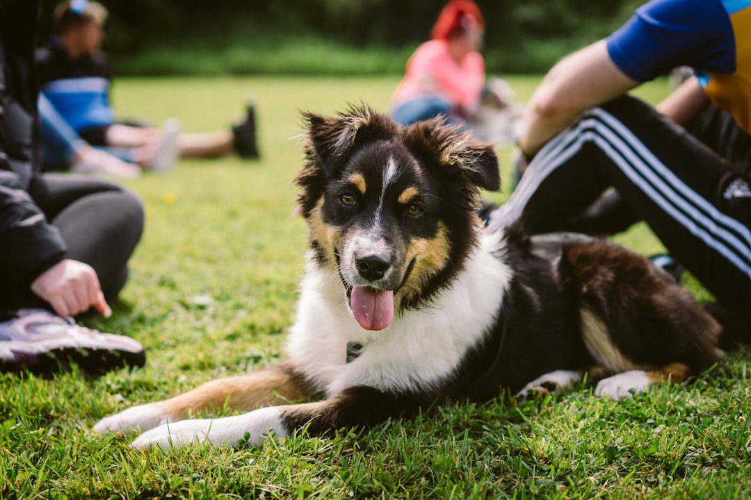 continuing education trainers — a dog lying on the grass