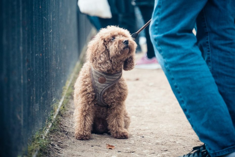 continuing education trainers — Continuing Education for Canadian Service Dog Trainers: Where to Learn and Grow