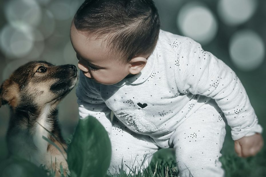 medical alert dog — Medical Alert Dog Training: Scent Detection Science, Alert Reliability, and CADI Standards
