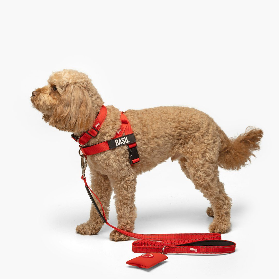medical alert dog — A fluffy dog wears a red harness and leash.