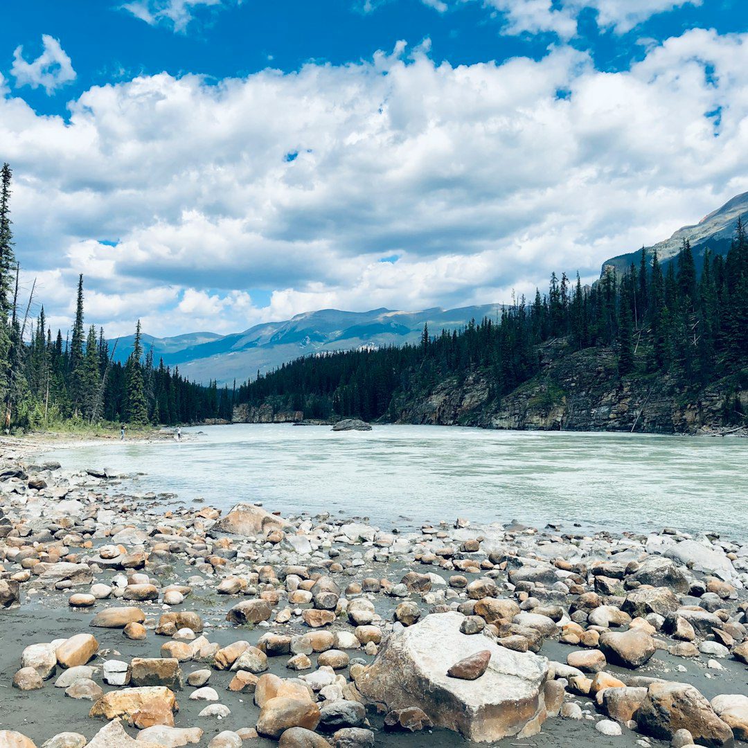 Alberta service dog — white stones on river near green trees under white clouds and blue sky during daytime