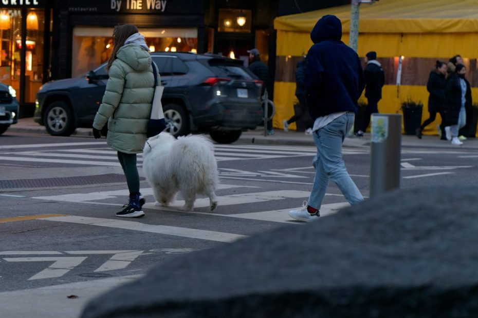 assistance dogs Canada — Guide Dogs, Hearing Dogs, and Mobility Dogs: Understanding the Full Spectrum of Assistance Dogs in Canada