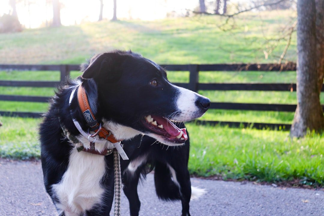 medical alert dog — A black and white dog is happily outdoors.