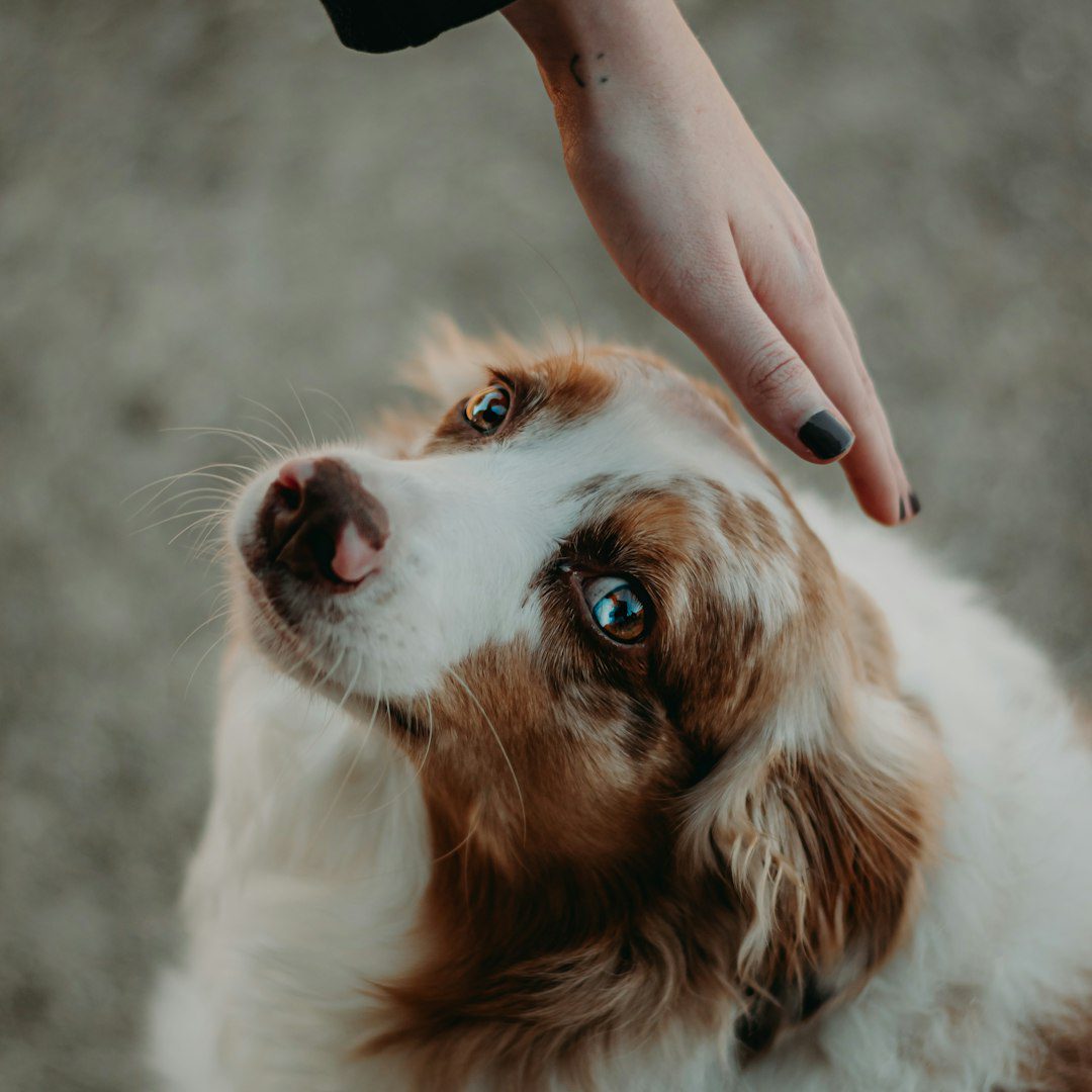 temperament testing — a person petting a brown and white dog