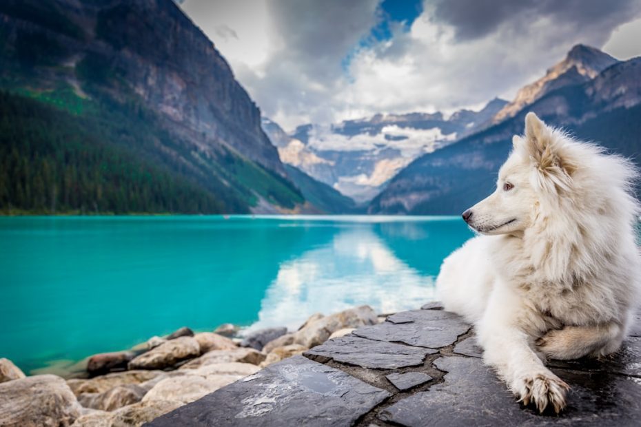 public access testing — Public Access Testing for Service Dogs: How Provincial Standards Differ Across Canada