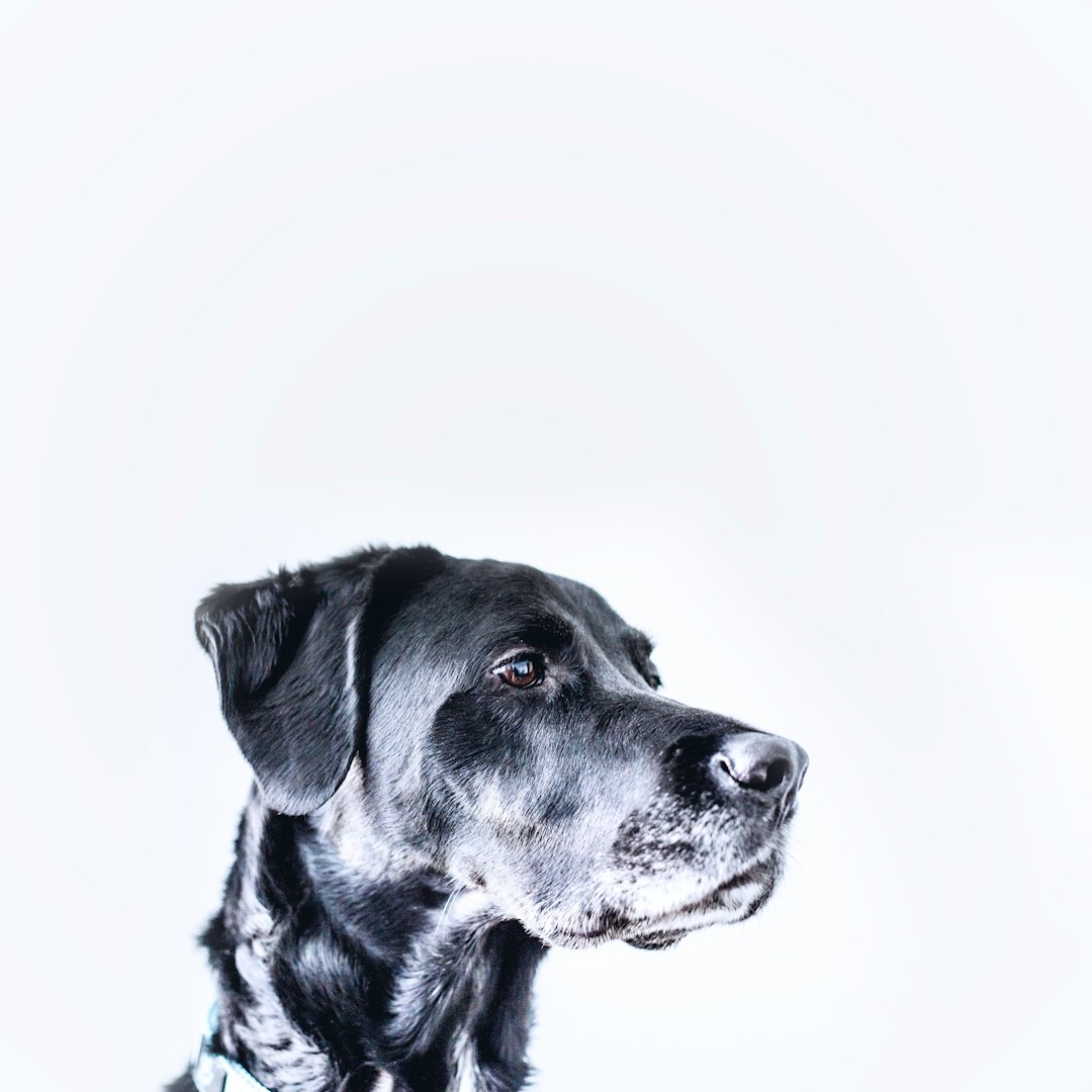 certified service dog trainer — medium-coated black dog