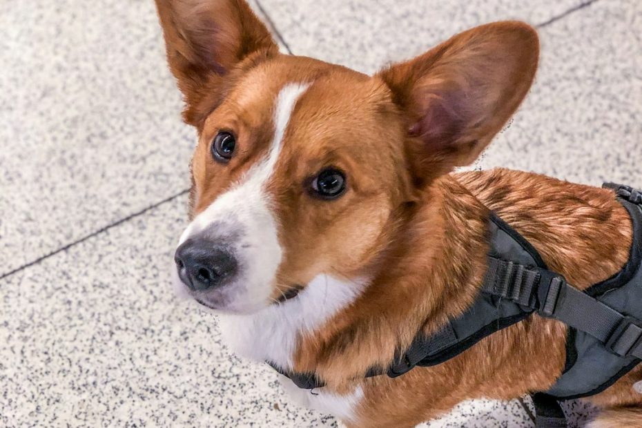 certified service dog trainer — Certified Service Dog Trainer in Canada: Career Path and Credentials