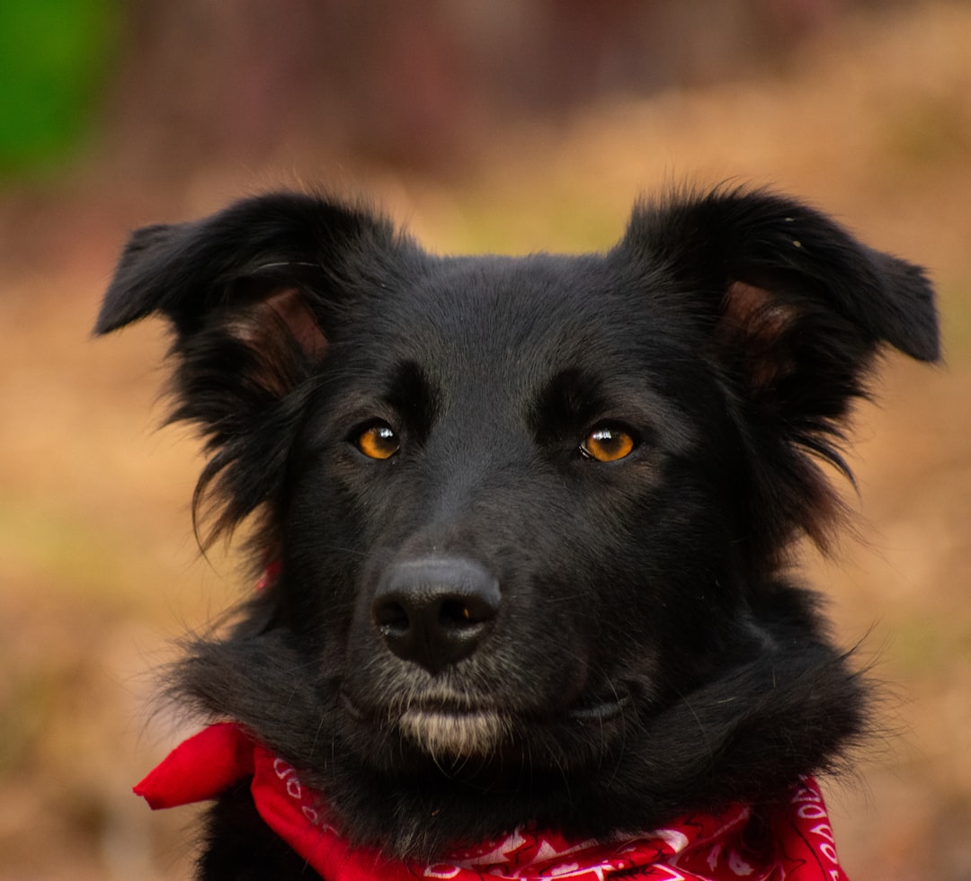 assistance dog types — a black dog with a red bandanna around its neck