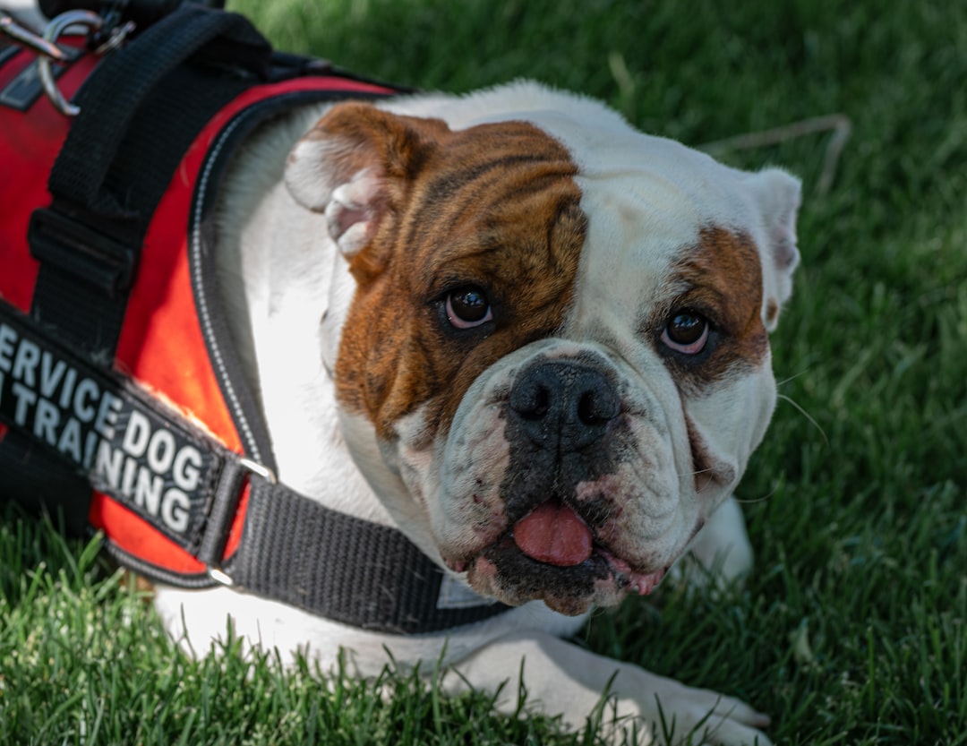 force-free training — a brown and white dog wearing a service dog training vest