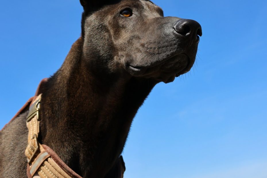 service dog trainer insurance — Service Dog Trainer Insurance and Legal Protection: What Canadian Professionals Need