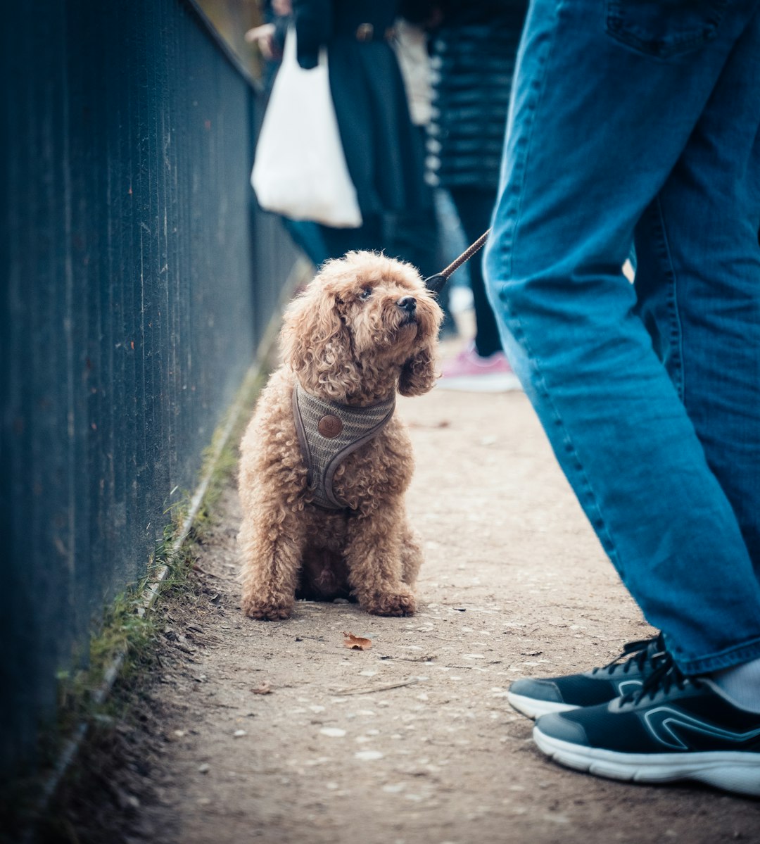 service dog trainer insurance — brown long coated small dog on gray concrete floor
